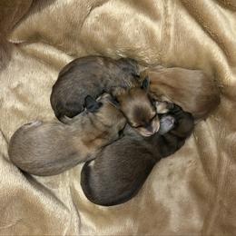 Female 2 - Cream female Dachshund puppy in Medina, Ohio from STORIED DOXIES