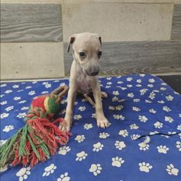 Leo - Fawn male Italian Greyhound puppy in Dallas, Texas from Oremor's