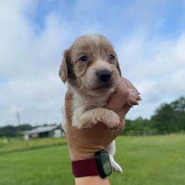 DRM1 cream or red pie - Cream male Dachshund puppy in Carthage, Texas from Rafter C Ranch Doxies