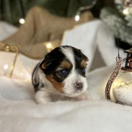 Biewer Terrier and Russian Tsvetnaya Bolonka Puppies from Von Edelweiss Biewer Terriers