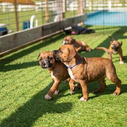 Staffordshire Bull Terrier Puppies from Vivace Staffords