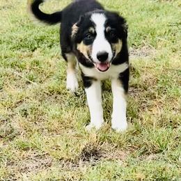 Border Collie Puppies from Bordercollieblues
