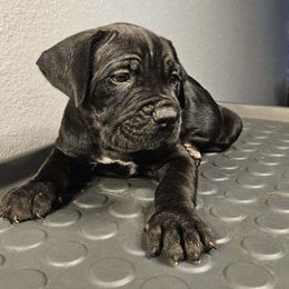 Cane Corso Puppies from Trained To Go Corso Kennels (T.T.G. Corso Kennels)