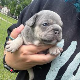 Lilac Masked Tan Point Boy - Tricolors male French Bulldog puppy in Grafton, Ohio from K&J Frenchies