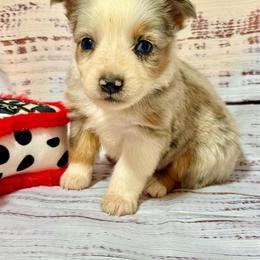 Blue female - Blue merle female Miniature Australian Shepherd puppy in Lemon Cove, California from Magic Ranch Mini Aussies