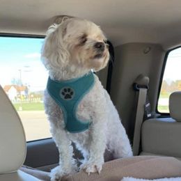 Shih Tzus from Frances Middlesworth's Shih Tzu's