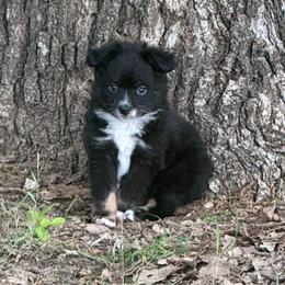 Black Tri - Black tri female Toy Australian Shepherd puppy in Stephenville, Texas from Rockin J Lil Aussies