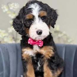 Gigi - Tri-color female Bernedoodle puppy in Yuciapa, California from AlltheDoodlez_