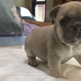 Girl 1 - French Bulldog puppy in Berea, Kentucky from Bully Life Farms