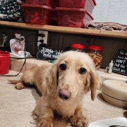 Dallas - Dachshund