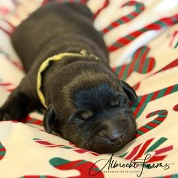 Yellow Girl - Black female Labrador Retriever puppy in Colorado from Albrecht Farms Labrador Retrievers