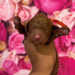 Boy 3 - Red  male Poodle puppy in Texas from DL House of Poodles