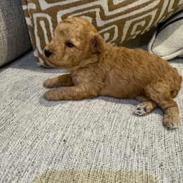 Gucci - Apricot female Poodle puppy in Queen Creek, Arizona from Prestigious Toy Poodles