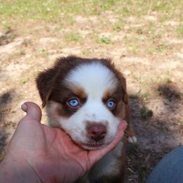 Miniature Australian Shepherd Puppies from AussiesRus