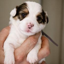 Mattie - Sable female Pembroke Welsh Corgi puppy in South Otselic, New York from Ridge Top Corgis