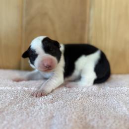 Girl 3 - female Border Collie puppy in Owenton, Kentucky from Three16 Ranch