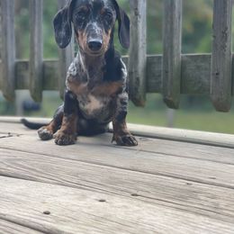 Toretto - Dachshund