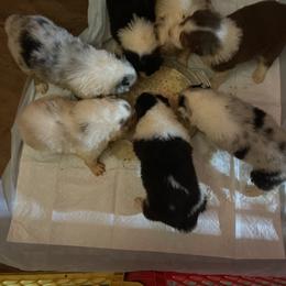 Australian Shepherd Puppies from Mystic Moon Sport Dogs