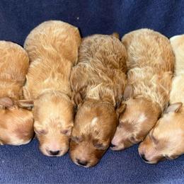 Cove - Red  male Poodle puppy in Wharton, Texas from In the Red Poodles
