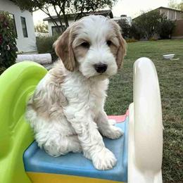 Monet - Red male Australian Labradoodle puppy in Cave Creek, Arizona from Welcome Home Doodles