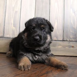 German Shepherd Puppies from Neuanfang German Shepherd Dogs