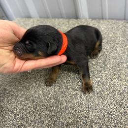 Orange - Harlequin male Beauceron puppy in Floyd’s Knobs, Indiana from Birdwing Beaucerons