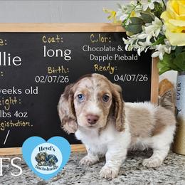 Ollie - Dapple male Dachshund puppy in Hoquiam, Washington from Heyd's Mini Dachshunds