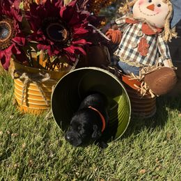 Orange Collar - Black female English Cocker Spaniel puppy in Ohatchee, Alabama from Otter Creek Kennels