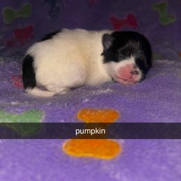 Pumpkin - Black parti female Pomeranian puppy in Illinois from Maribel Poms