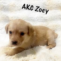 AKC Zoey - Yellow female Labrador Retriever puppy in Greenville, South Carolina from Babyface Shih Tzu