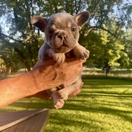 French Bulldog All Grown Up from Phoebes Frenchies