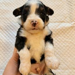 Tricolor male - Tri-color male Bernedoodle puppy in Brooksville, Florida from Kruger Doodles