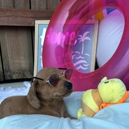 Beans - Dapple Dachshund puppy in Washington, Indiana from The Pupsqueakery