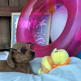Beans - Dapple Dachshund puppy in Washington, Indiana from The Pupsqueakery