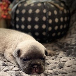 French Bulldog Puppies from Floridian Frenchies of Georgia