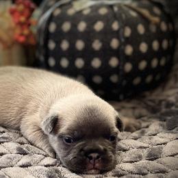 French Bulldog Puppies from Floridian Frenchies of Georgia