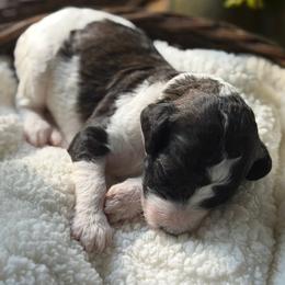 Janie - Parti female Poodle puppy in Randallstown, Maryland from Parson Standards