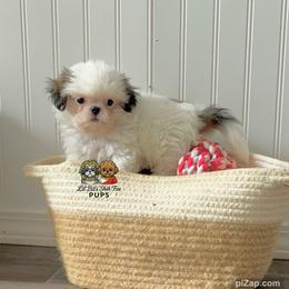 Prince - Sable and white male Shih Tzu puppy in Walkertown, North Carolina from Lil’ Bit’s Shih Tzu