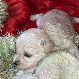 Tink (black collar) - White female Miniature Schnauzer puppy in Port Orchard, Washington from Silver Bells Miniature Schnauzers