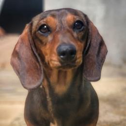 Hedra - Red female Dachshund puppy in Mountain Grove, Missouri from Blueprint K9 Dachshunds- www.BlueprintK9.com
