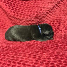 Blue Collar R - Black male Cane Corso puppy in Paris, Texas from Knucklehead Cane Corso