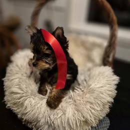 Yorkshire Terrier Puppies from Letterman Yorkies