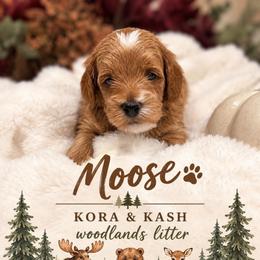 Moose (Has his own Genetic test Orange Collar) - Red  male Goldendoodle puppy in St. George, Utah from Dashing Doodle Pups