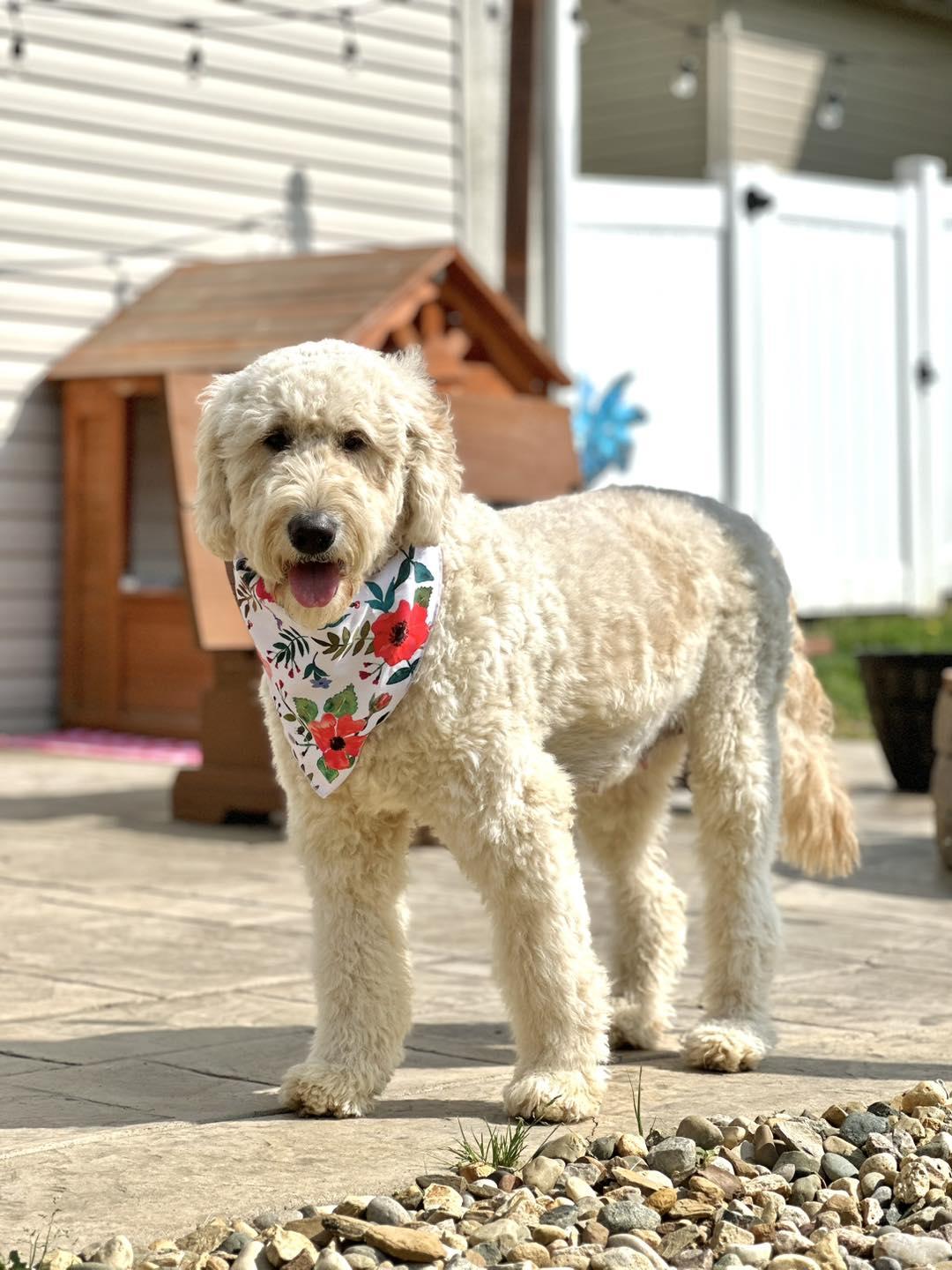 Cornerstone Doodles in Missouri Goldendoodle puppies Good Dog