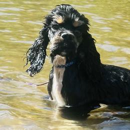 Cocker Spaniels from LoElls Cocker Spaniels