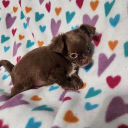 Chocolate Kisses - Chocolate and white female Chihuahua puppy in Attleboro, Massachusetts from Treasured Hearts Chihuahuas and Toy/mini poodles