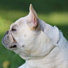 Felice - French Bulldog