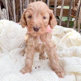 Pink collar - Apricot female Goldendoodle puppy in San Antonio, Texas from Pasatiempo Ranch