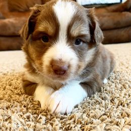 Miniature Australian Shepherd All Grown Up from Clover Bar Kennels