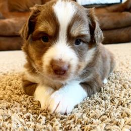 Miniature Australian Shepherd All Grown Up from Clover Bar Kennels